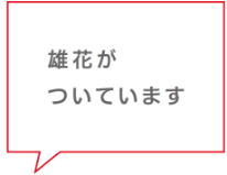 雄花がついています