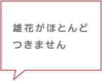 雄花がほとんどつきません