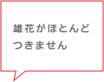雄花がほとんどつきません